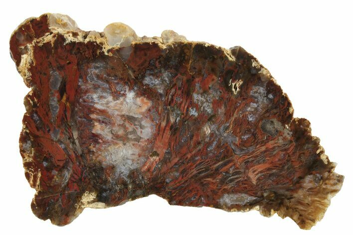 Colorful, Petrified Wood Slab - Texas #236524